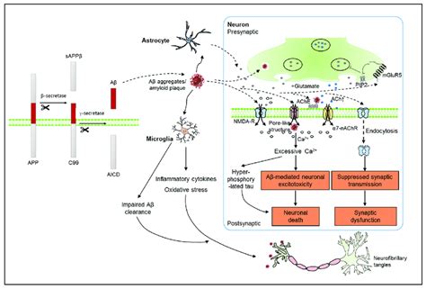 amyloid-beta hypothesis|Understanding the Amyloid Hypothesis i.